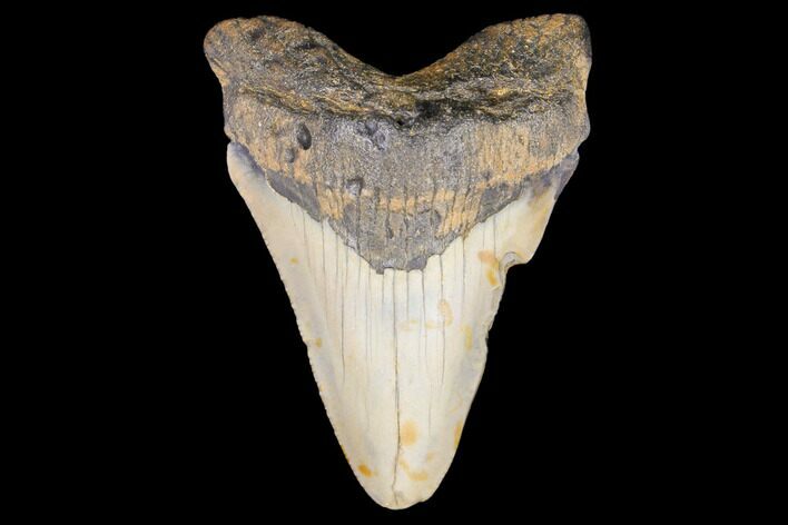 Juvenile Megalodon Tooth - North Carolina #147757